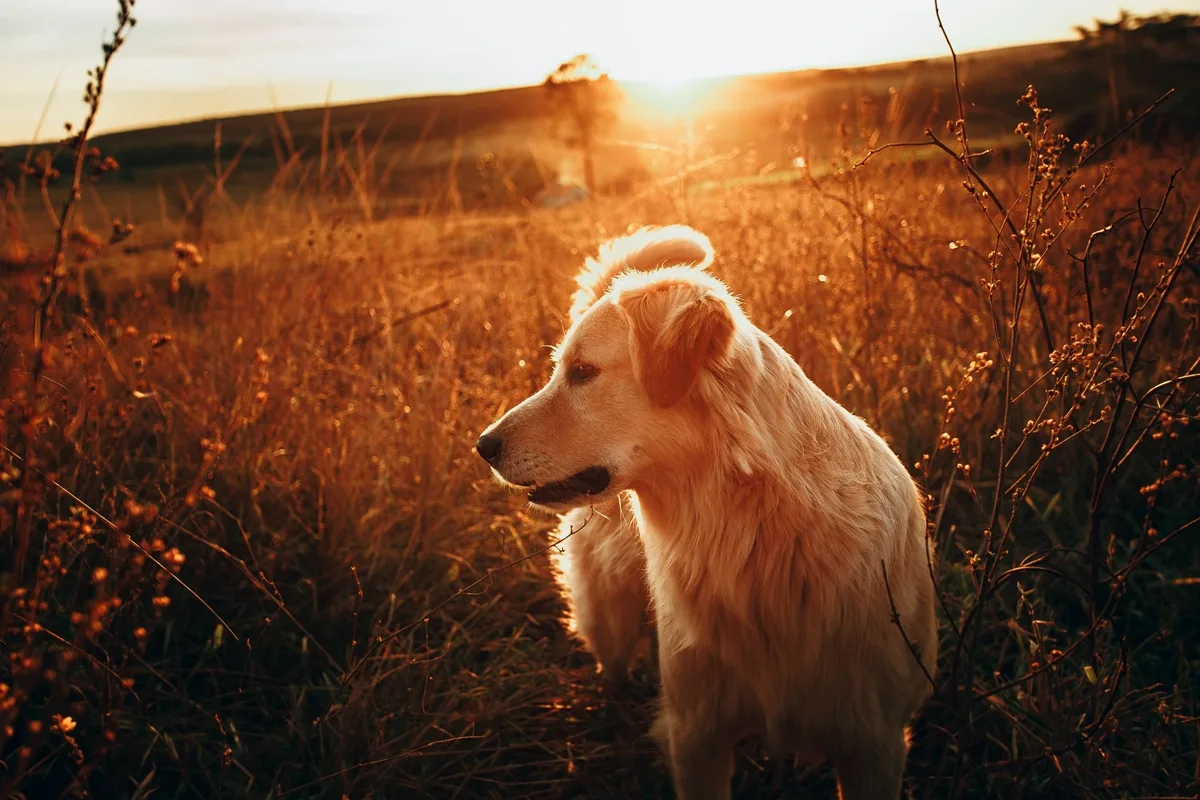 Ticks On Golden Retrievers