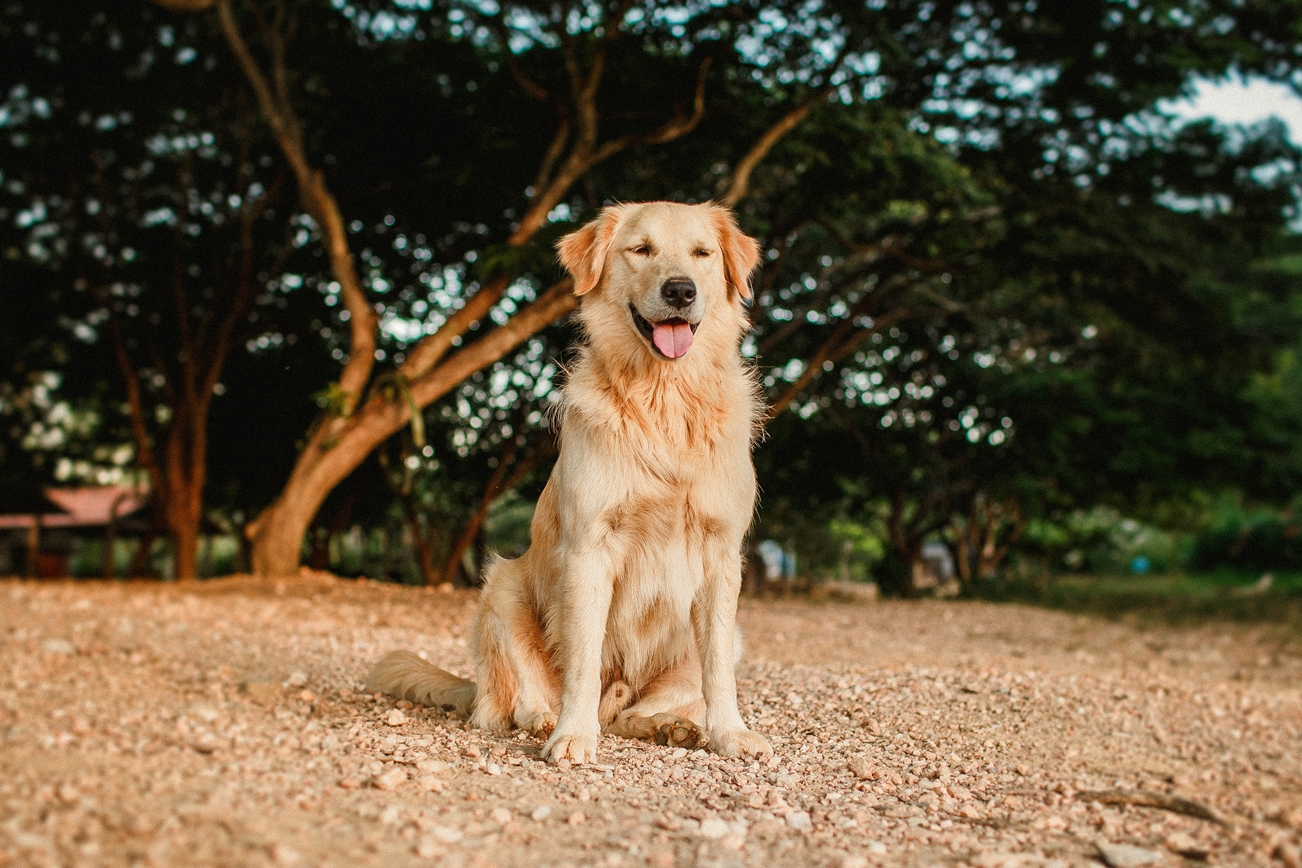 Why Does My Golden Retriever Pant So Much? Reasons & Solutions