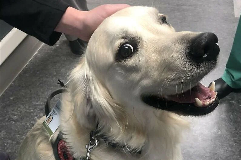 A hospital in America “hired” a cheerful dog to greet workers and patients