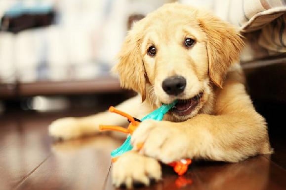 Reasons why your Golden retriever chews on everything