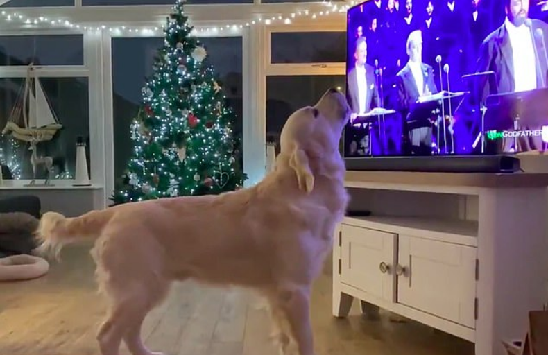 A Golden Retriever delights his owner by howling along to a rendition of White Christmas