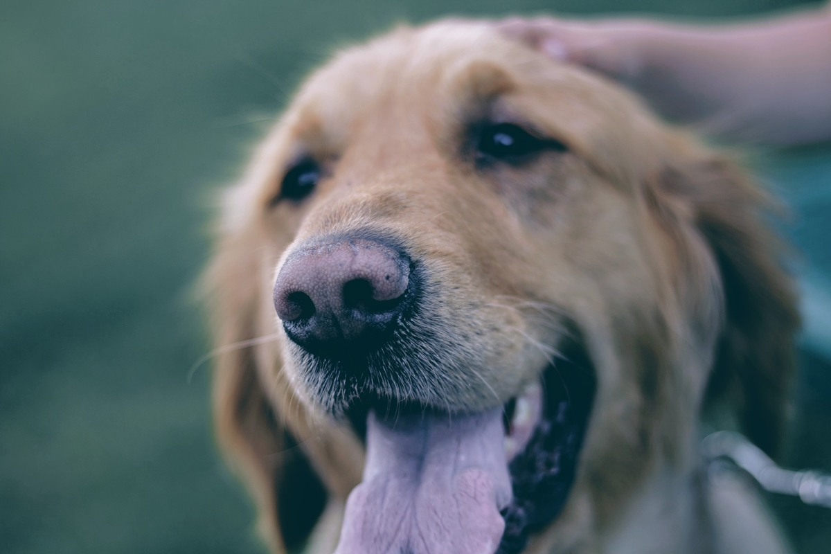 Black Spots On My Golden Retriever’s Tongue: A Cause For Concern?