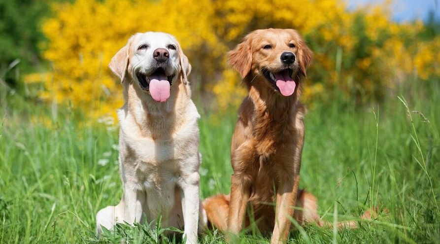 Difference Between Golden Retriever And Labrador Retriever Dogs