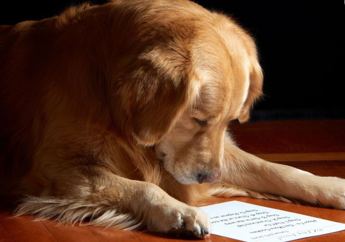 5 Cute Letters About Pets That Went Viral