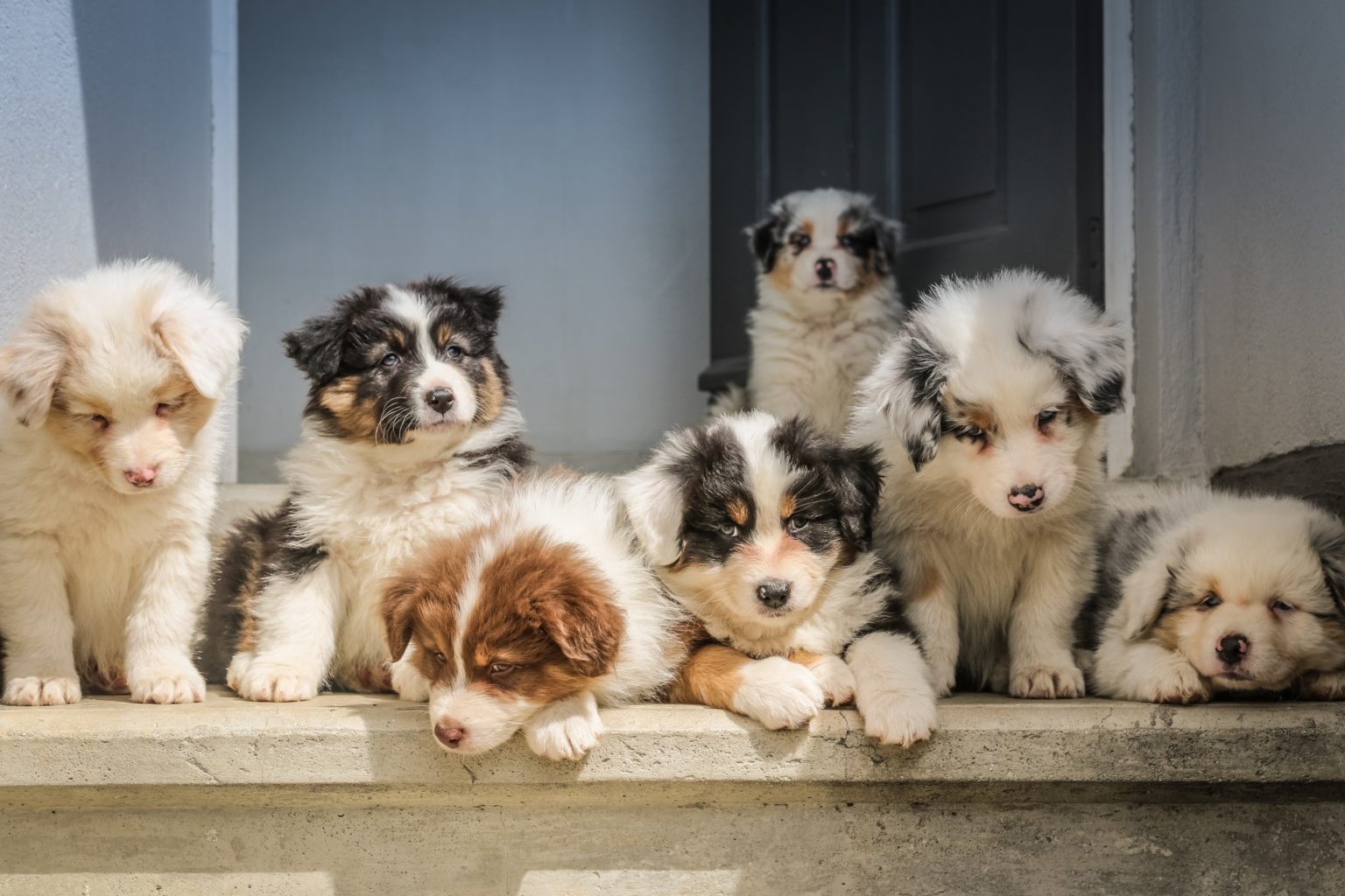 How To Pick A Puppy From A Litter Our Advice