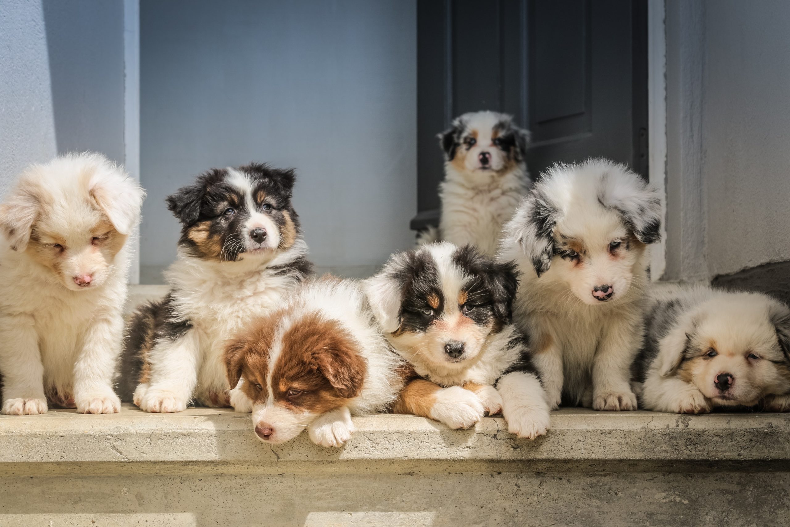 How to pick a puppy from a litter