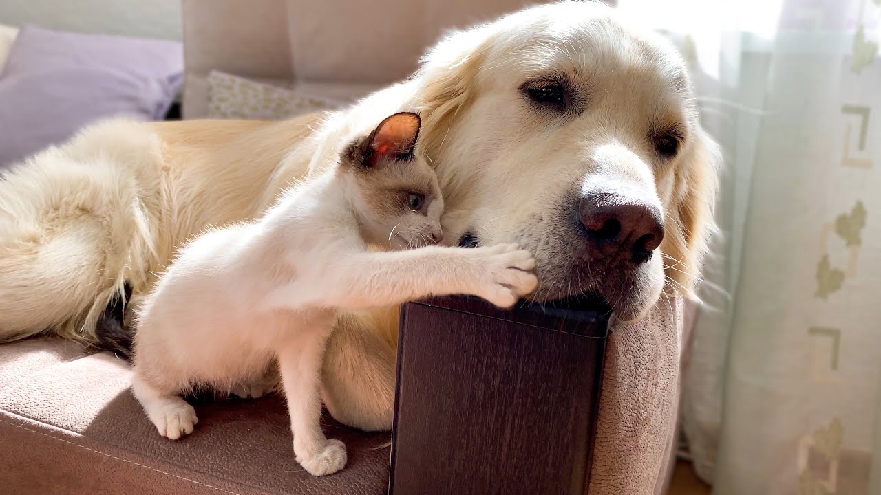You have to see how this kitty cheers up her BFF, a Golden retriever named Bailey when she’s sad!