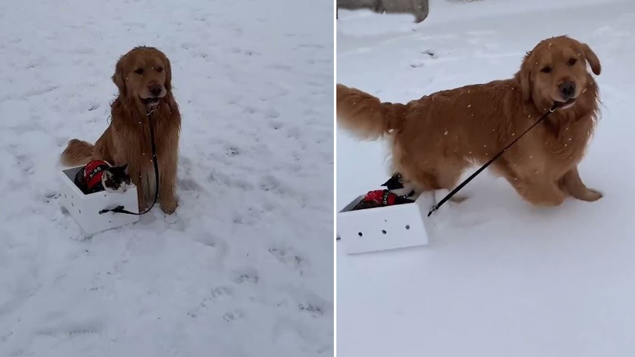 Watch a Golden retriever and his cat BFF have fun in the snow