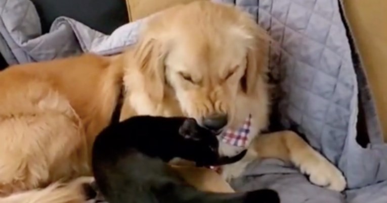 A New Cat In The House Is Trying To Get The Attention Of A Golden Retriever