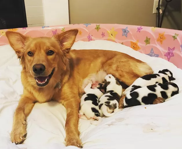 Confused Golden Retriever Gives Birth To Litter Of “Baby Cow” Puppies