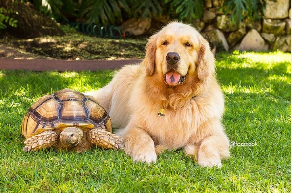 These Photos Of A Rescued Tortoise And His Best Friend Are Amazing