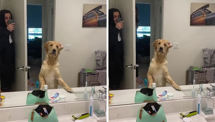 Golden Retriever’s Confused Reaction To Finding His Owner In The Mirror During Hide And Seek