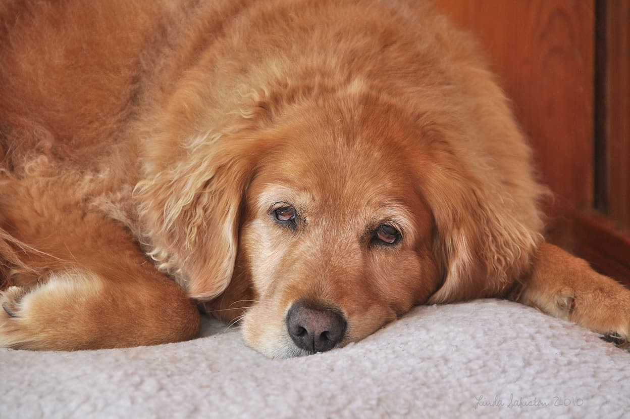 Four common cancer symptoms your dog might be showing
