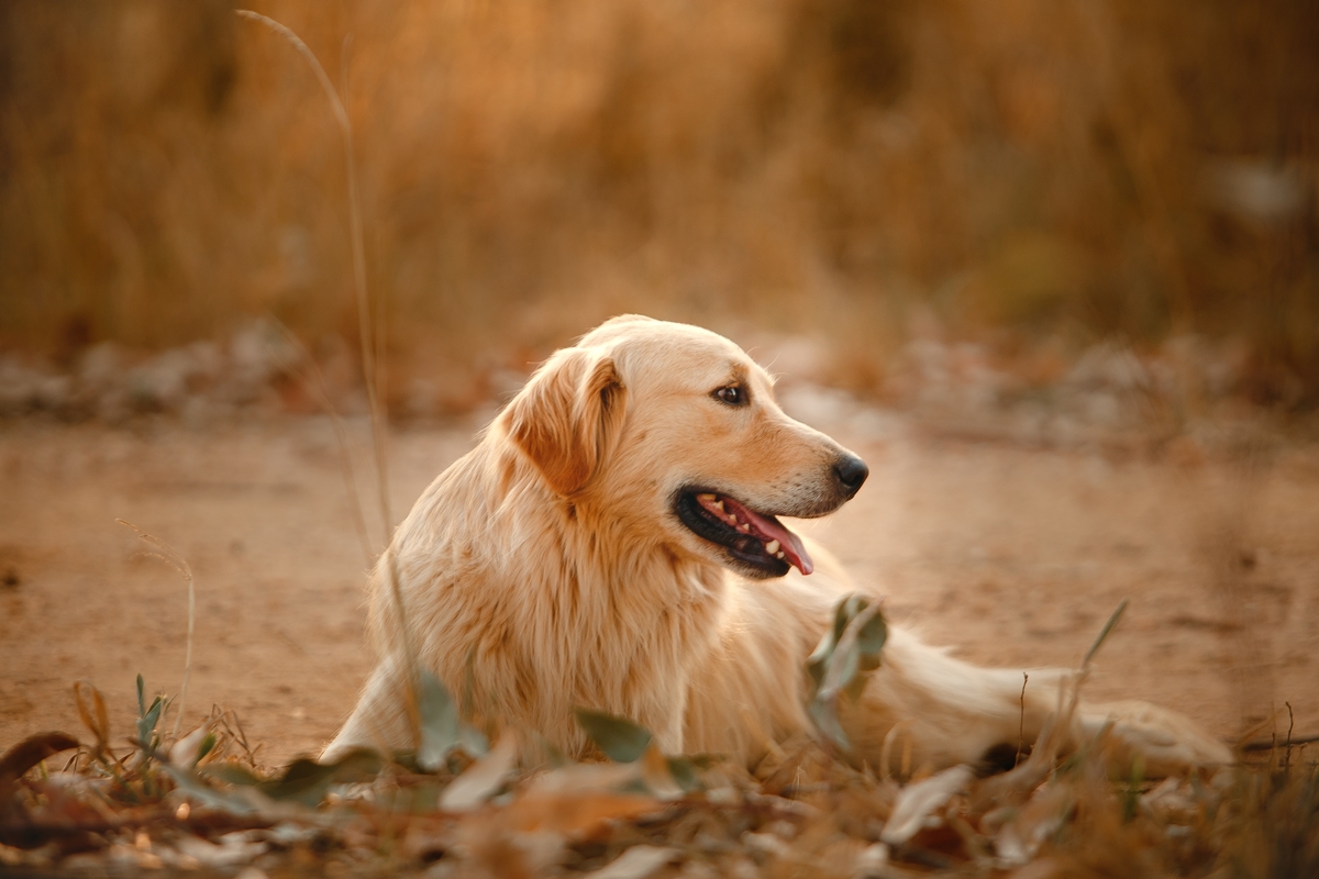 Male vs Female Golden Retriever: Know The Differences!