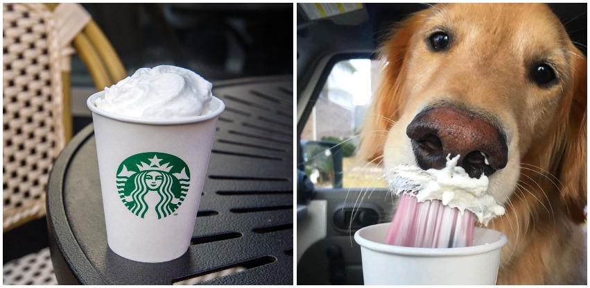 Dog eating an Puppuccino