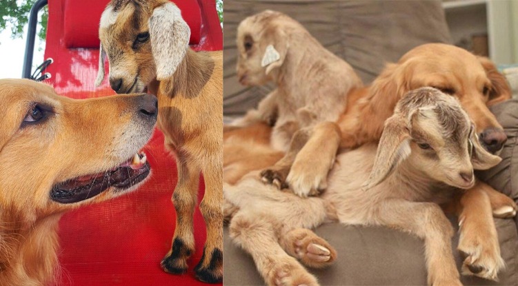 This Golden retriever lives on a farm with baby goats and even thinks she is their mother!