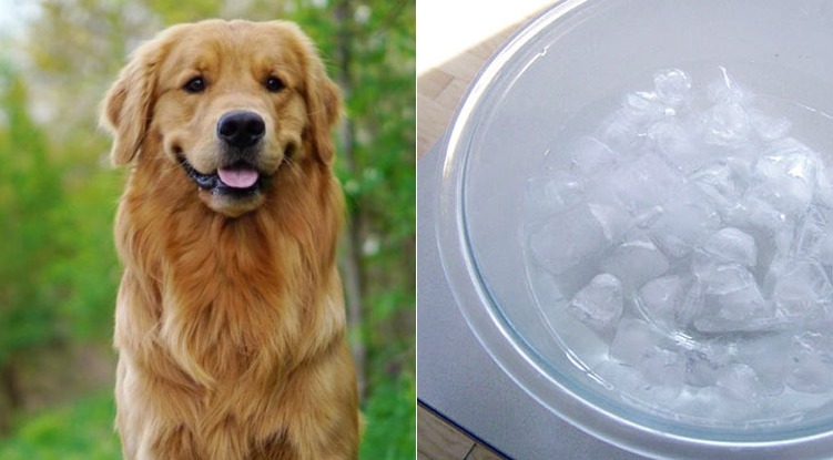 Are ice cubes really dangerous for our dogs?