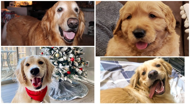 Best of #smilingdogchallenge: These pups have won us over with their golden grins