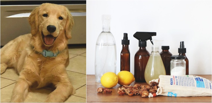 Three dog-safe cleaning solutions you can make at home