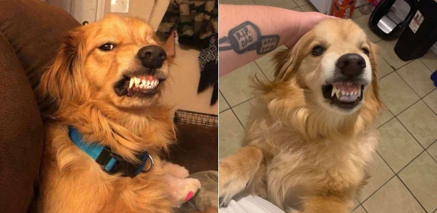 Meet Zeus, the Golden with the “unadoptable” smile, and the hero who saved him from being euthanized