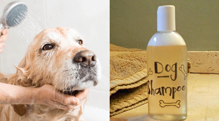 Save your money: Make a simple yet effective three-ingredient dog shampoo!