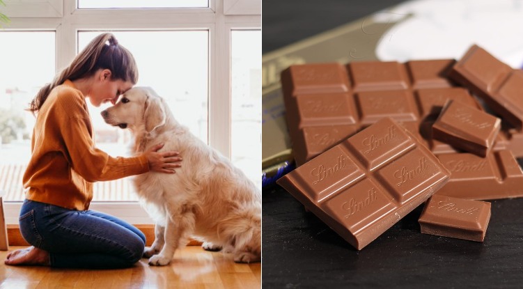 Health: My dog ate chocolate, what now?