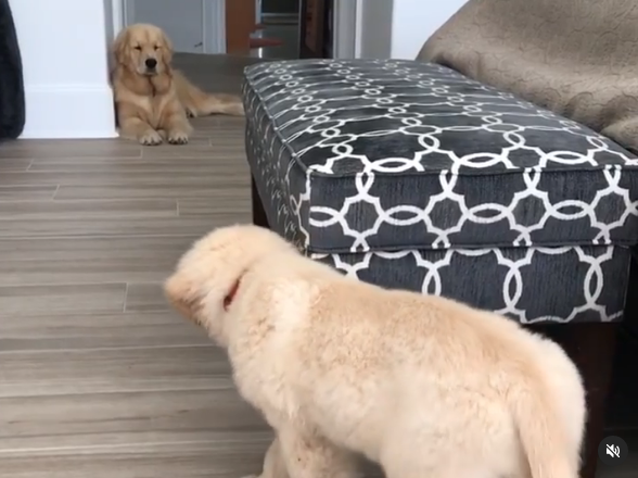 Golden Retriever Puppy Has Unusual Way Of Playing