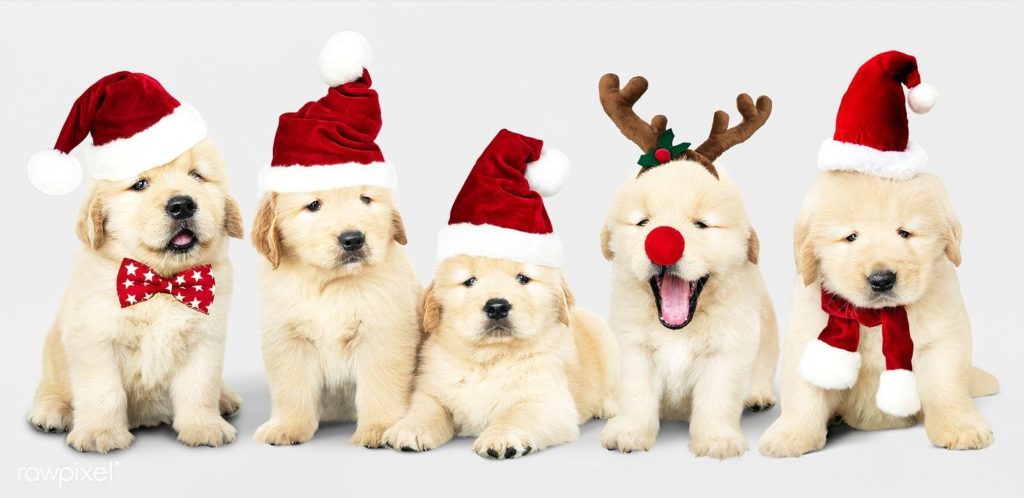 Cute Christmas Themed Dog Names - The Goldens Club