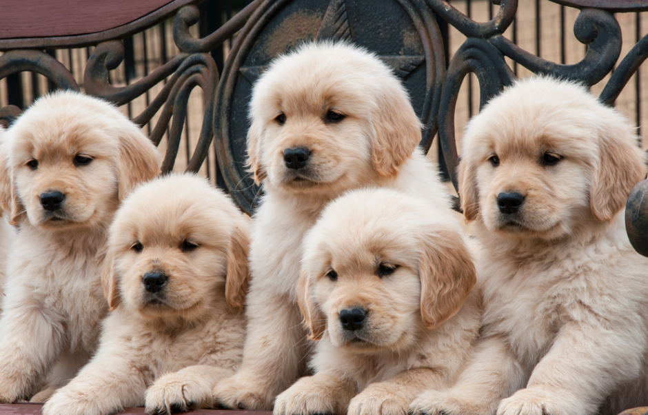 15 Questions You Should Ask the Breeder