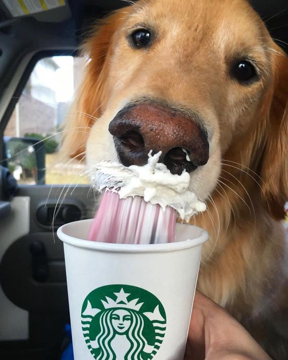 A picture of a dog eating a puppuccino in a car