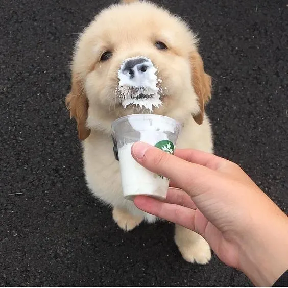 Golden retriever puppy eating a puppuccino