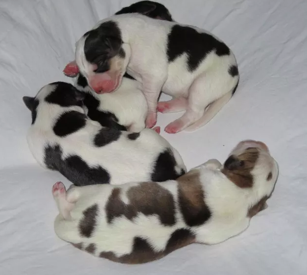 black baby cow black baby cow