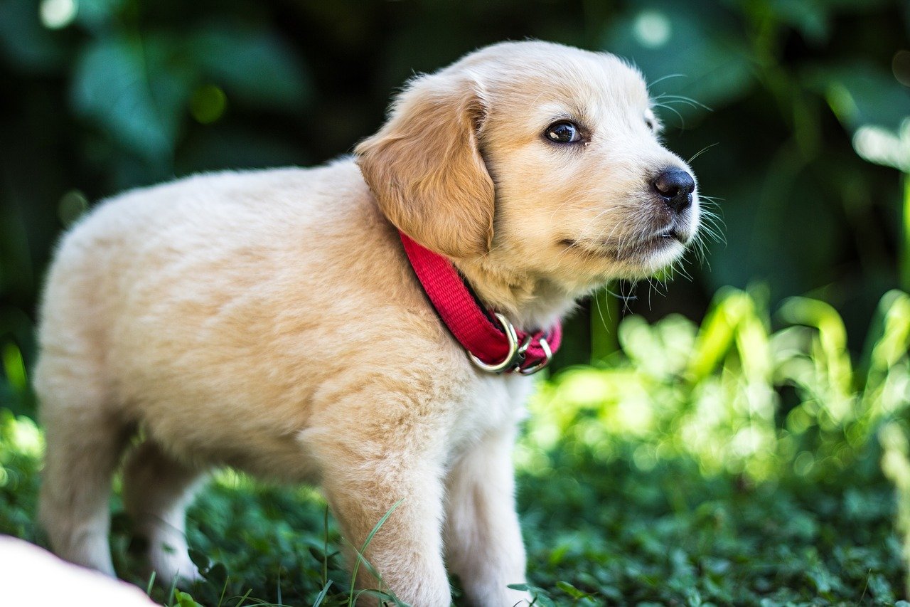 Obesity In Golden Retrievers: Causes & Prevention
