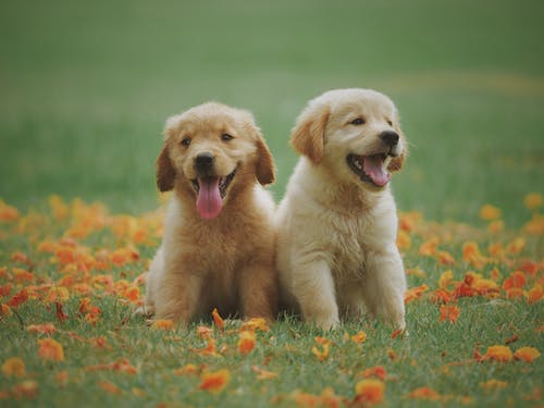 How First Week With Golden Retriever Puppy Looks Like