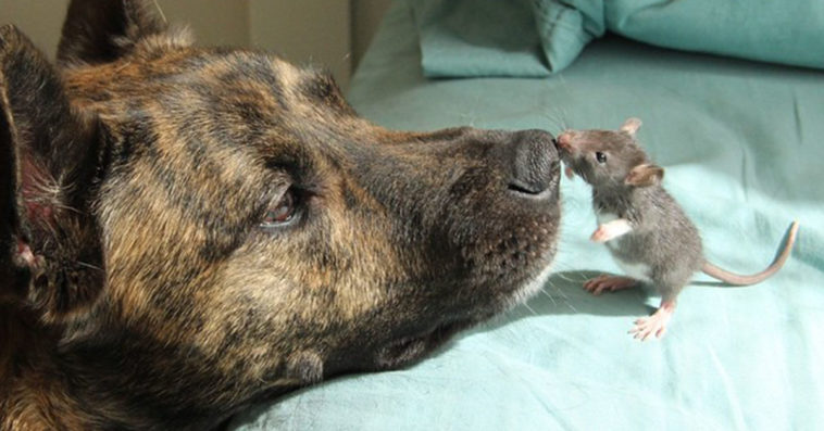 A friendship like no other: Depressed and lonely rescue dog finds a new BFF, a rat!
