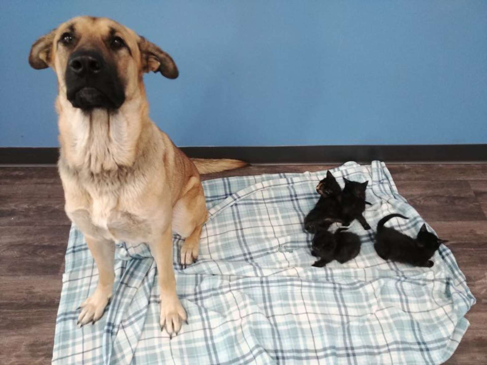 A stray dog was found curled up in snow keeping orphaned kittens warm