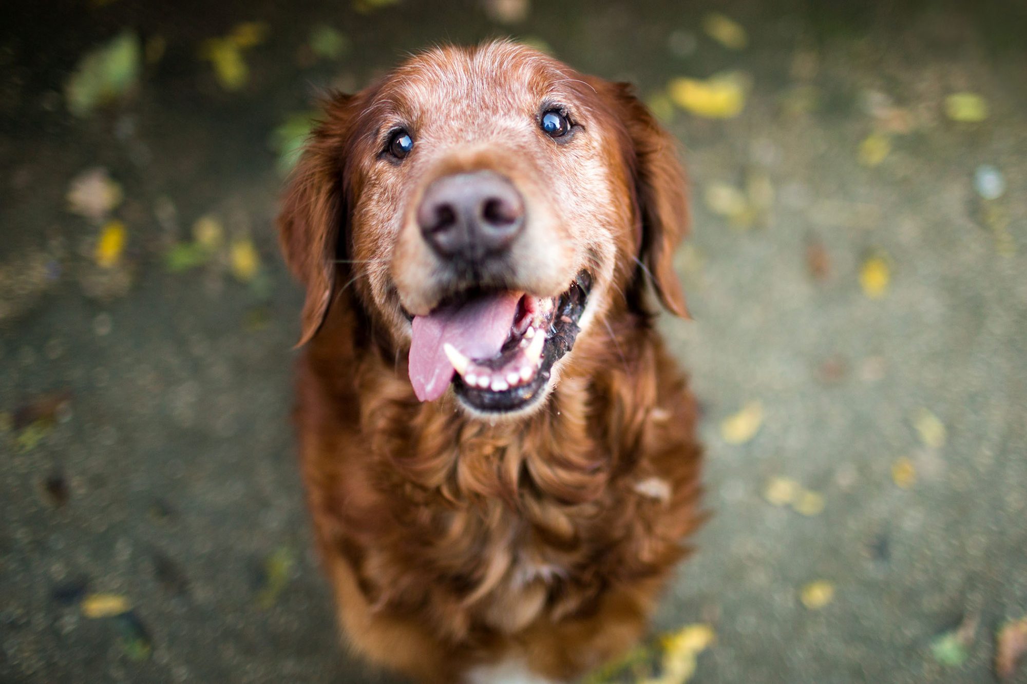 Five important things you can do to help your Golden retriever live longer