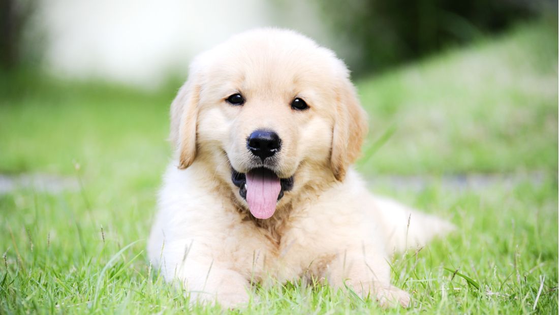 How to take care of your Golden retriever puppy: A guide for new dog parents