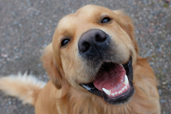 These 11 smiling Golden retrievers will make your day!