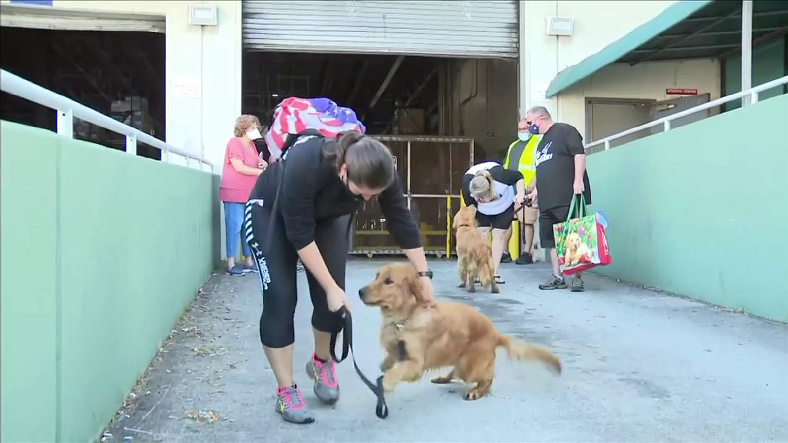 20 Golden retrievers that were saved from a Chinese slaughter finally arrived in Miami!