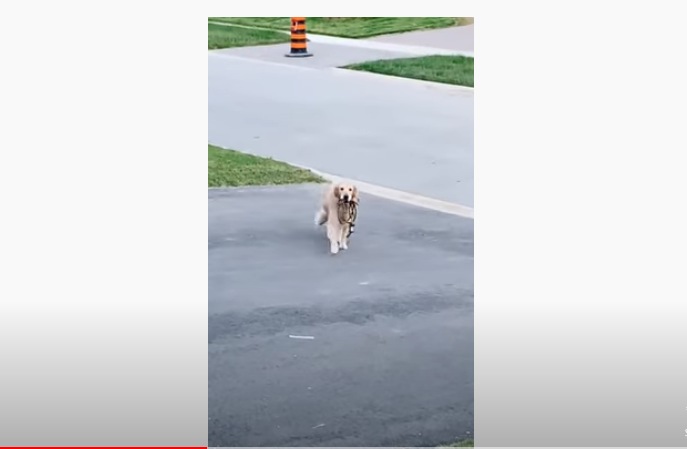 Dog Gets Sick Of Waiting For Her Owners, Takes Herself Out For A Walk