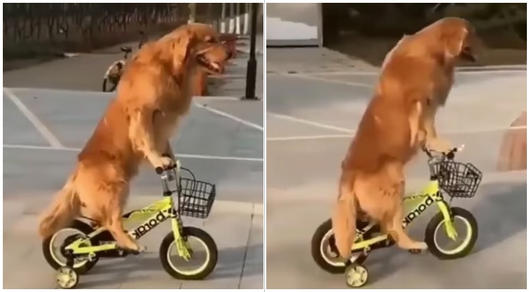 This Incredibly Smart Golden Retriever Learned How To Ride The Bike