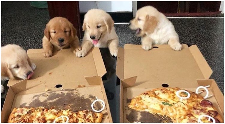 Can I Give My Dog Pizza?