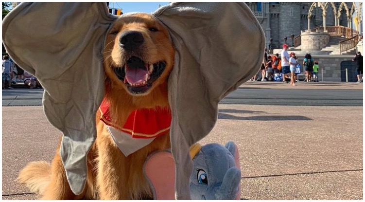 Working On Your 2021 Bucket List? These Golden Retrievers Are Here To Give You Some Ideas