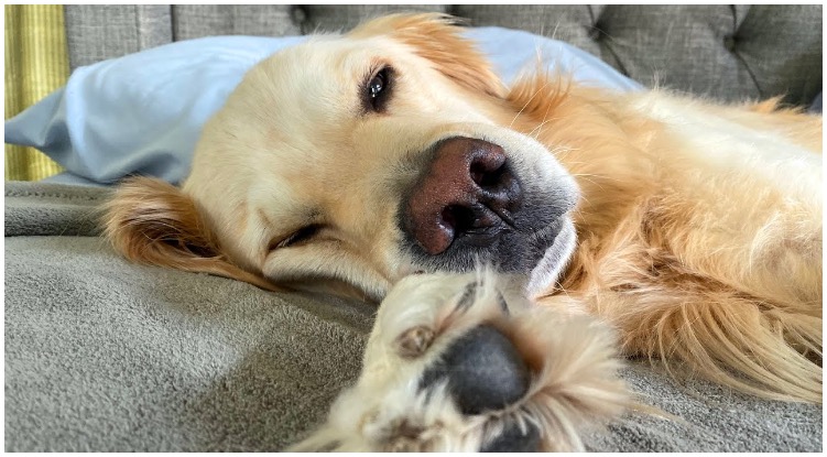 How To Identify And Deal With Allergies In Golden Retrievers