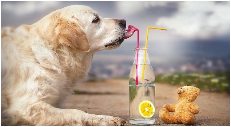 Is It Safe To Give My Golden Retriever Fruit Juices?