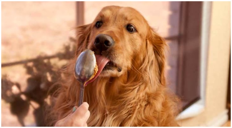 Human Foods You Should NEVER Give To Your Golden Retriever