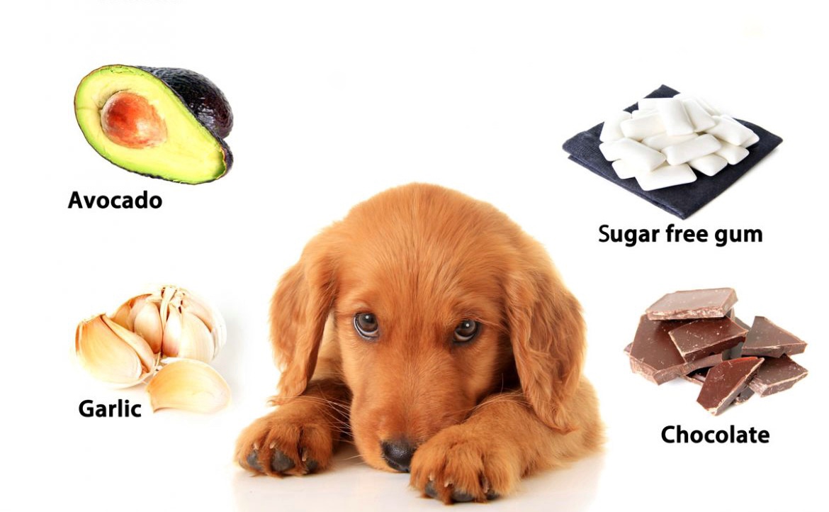 Five human foods that could kill your beloved dog!