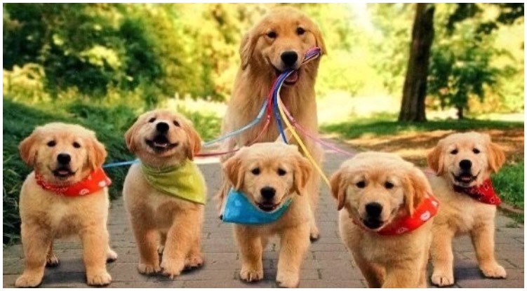 Why Golden Retrievers Make The Best Parents