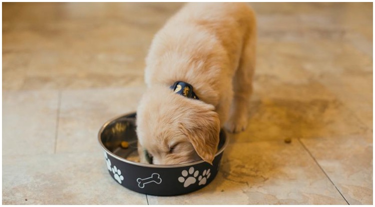 When Is The Right Time To Start Feeding Your Golden Retriever Puppy Solid Food?